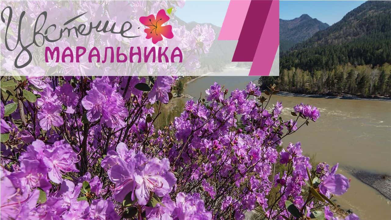 Праздник цветение Маральника на ТК Бирюзовая Катунь 2016