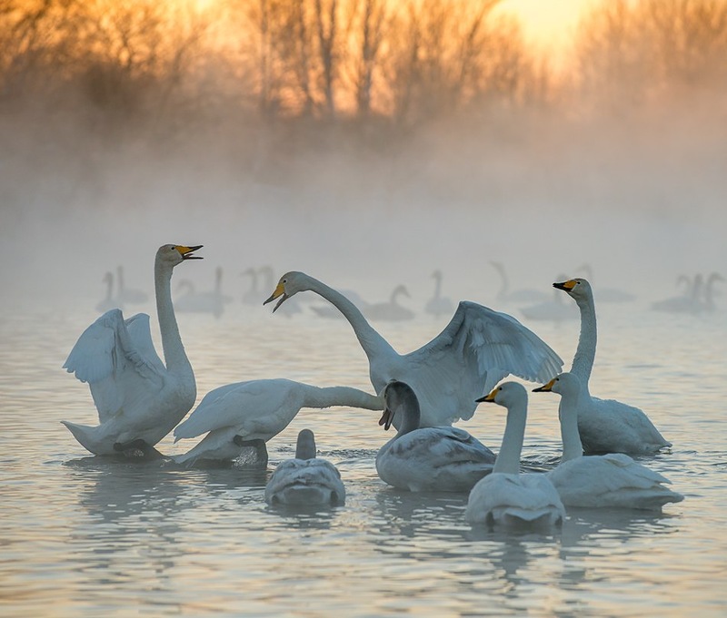 Лебеди на незамерзающем озере в Алтайском крае